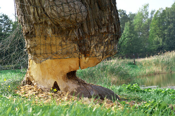 Bitten big tree of beaver detail view. Sheltered trees net before the beaver.