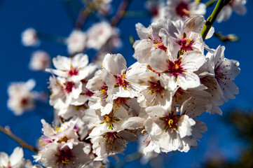 Flor del almendro, primavera