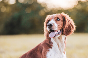 Adorable welsh springer spaniel dog breed in evening.