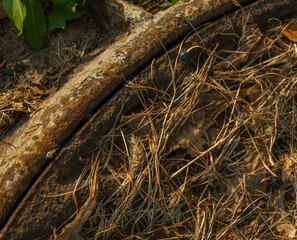 Old rusty hatch with dry grass on which the sun shines.