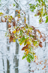 OAK - ROBLE, Snowy forest in autumn, Sierra Cebollera Natural Park, La Rioja, Spain, Europe