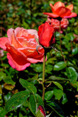 English rose garden - United Kingdom