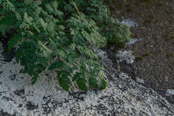 The green plant has laid down on the white-painted asphalt.