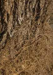 An old tree with thin roots wrapped around the trunk and bark of this tree against the background of sand.