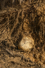 An old tree with thin roots wrapped around the trunk and bark of this tree against the background of sand.