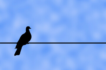 pigeon colombe cable