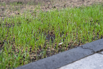 Fresh green spring gras closeup Lawn grass sprouting, sowing crops and grains