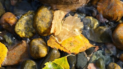Yellow birch leaves on the background of colorful river stones. Autumn, abstract composition.