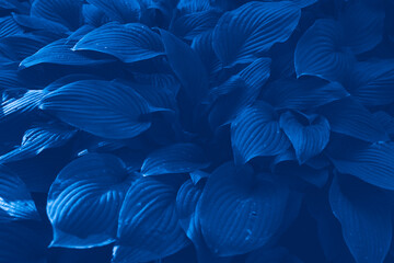Klassische blaue Pantone-Farbblätter im Gartenhintergrund. © Наташ Сергеева