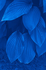 Classic Blue Pantone color Leafs in garden background.