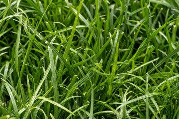 Close up of fresh thick grass with water drops in the early morning