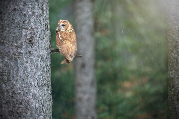 Tawny owl is sitting on a tree branch in slow falling snow. The photo has a deliberately created vignetting.
