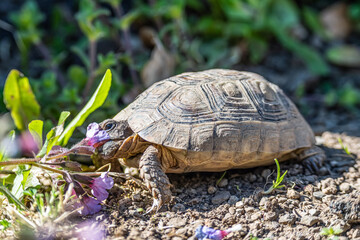 Turtle Testudo Marginata european landturtle eating purple flower closeup wildlife