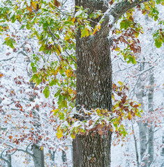 OAK - ROBLE, Snowy forest in autumn, Sierra Cebollera Natural Park, La Rioja, Spain, Europe