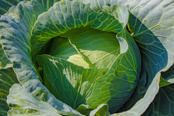 harvesting cabbage. Fresh cabbage from farm field. View of green cabbages plants. Vegetarian food...