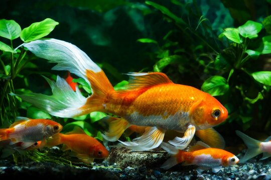 koi goldfish, commercial aqua trade breed of wild Carassius auratus carp, curious and friendly comet-like long tail ornamental fish, breed showing its full beauty in low light nature planted tank