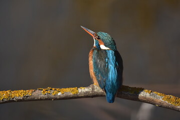 Fotografía de esta increíble ave (Martín pescador) © Marcel