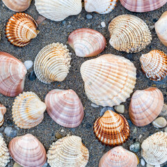 collection of sea shells on dark wet sand beach, natural seamless background