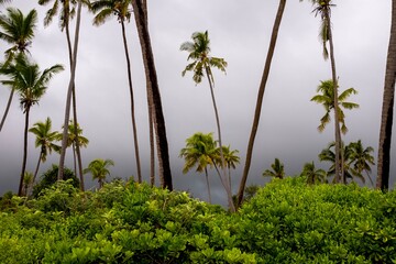 Obraz premium Palm trees in storm