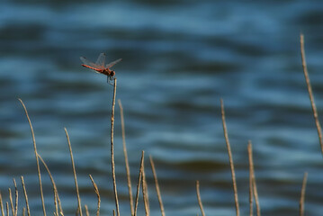 Dragonfly