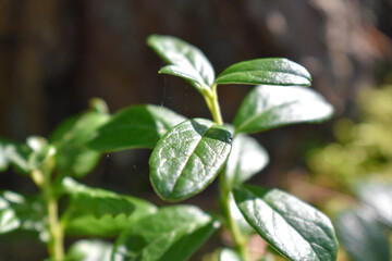 the leaves of the plant