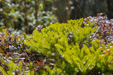 closeup photo of beautiful green moss on damp jungle floor