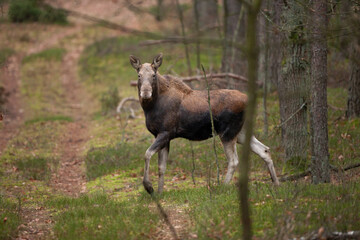 Naklejka na ściany i meble Moose are hiding in the forest. Wildlife moose in the Poland nature. Walking moose through the forest. 