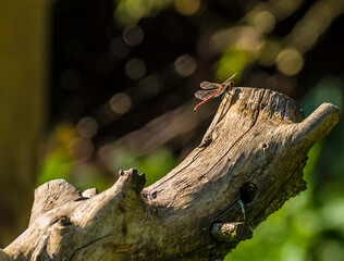 A dragonfly lands on an old tree stump in Summer Leys nature reserve near Wellingborough UK in the summertime