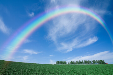 立ち木の丘と雲と虹