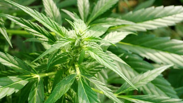 Ripe cannabis plant - hemp - in 4K VIDEO. Blooming female marijuana flower and leafs growing in homemade garden. Shallow depth of field and blurred background. Illuminated by sunlight. Close-up.