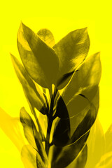 Fototapeta na wymiar Background and texture,abstract and pattern. Bright and contrasting pattern. Double multi-exposure,frame overlay,texture of plants and flowers. Black plant on a yellow background.