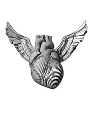 Engraved human heart with wing illustration on white BG