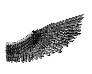 Vector 3D wireframe wing illustration on white BG