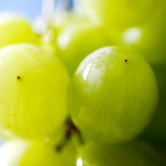 White grape closeup with blurs