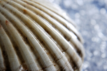 shell closeup on ice background with blur