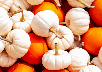 a pile of white and orange mini pumpkins