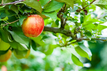 apple on tree