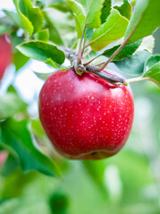 red apple on a branch