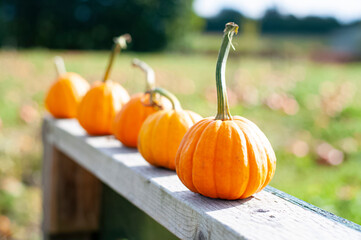 mini pumpkins lined up on a wooden board