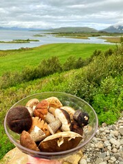 mushrooms in a basket