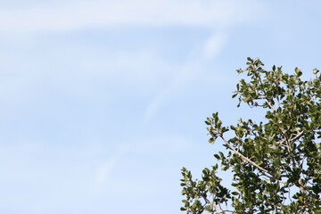 Copa de &aacute;rbol contra el cielo azul.