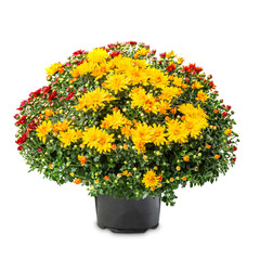 Fototapeta premium Flowering red yellow chrysanthemum