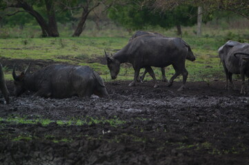 Fototapeta premium Water buffalo (Bubalus bubalis) or domestic water buffalo is a large bovid originating in the Indian subcontinent, Southeast Asia, and China. This animal is bathing in a mud pool in the park