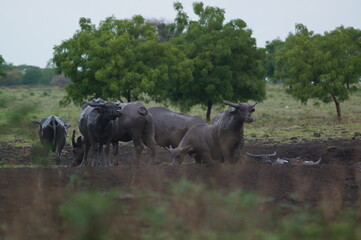 Water buffalo (Bubalus bubalis) or domestic water buffalo is a large bovid originating in the Indian subcontinent, Southeast Asia, and China. This animal is bathing in a mud pool in the park