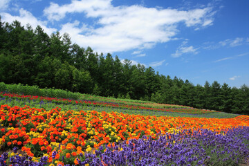 Fototapeta premium 花畑