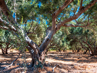 Olive trees before harvesting phase with sunny blue sky background
