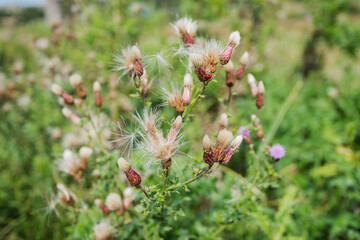 Dying thistle plant - possibly silybum - at the end of the summer season with ladybird attached.