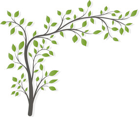 A tree with a long branch with green leaves and light shade isolated on a light background