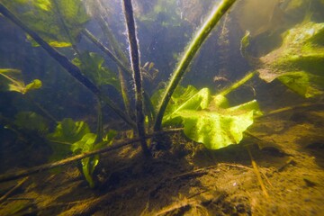 yellow water-lily with stems and tender underwater leaves in a shallow freshwater river with clear water and dense vegetation, plant covered with algae and detritis, ecology explore concept