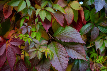 colorful autumn wild grape leaves